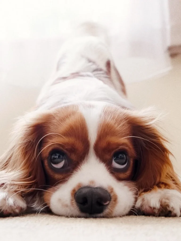 Cavalier resting comfortably