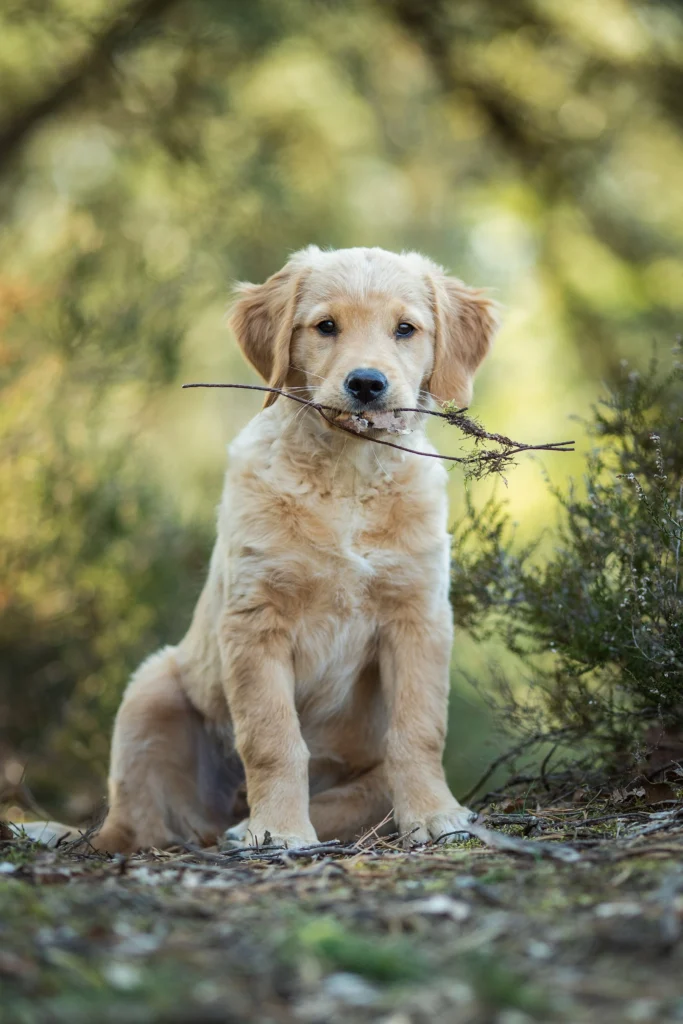 Dog enjoying time outdoors
