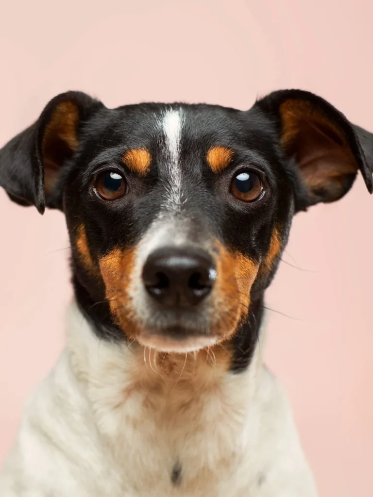 Small dog looking attentively toward the camera