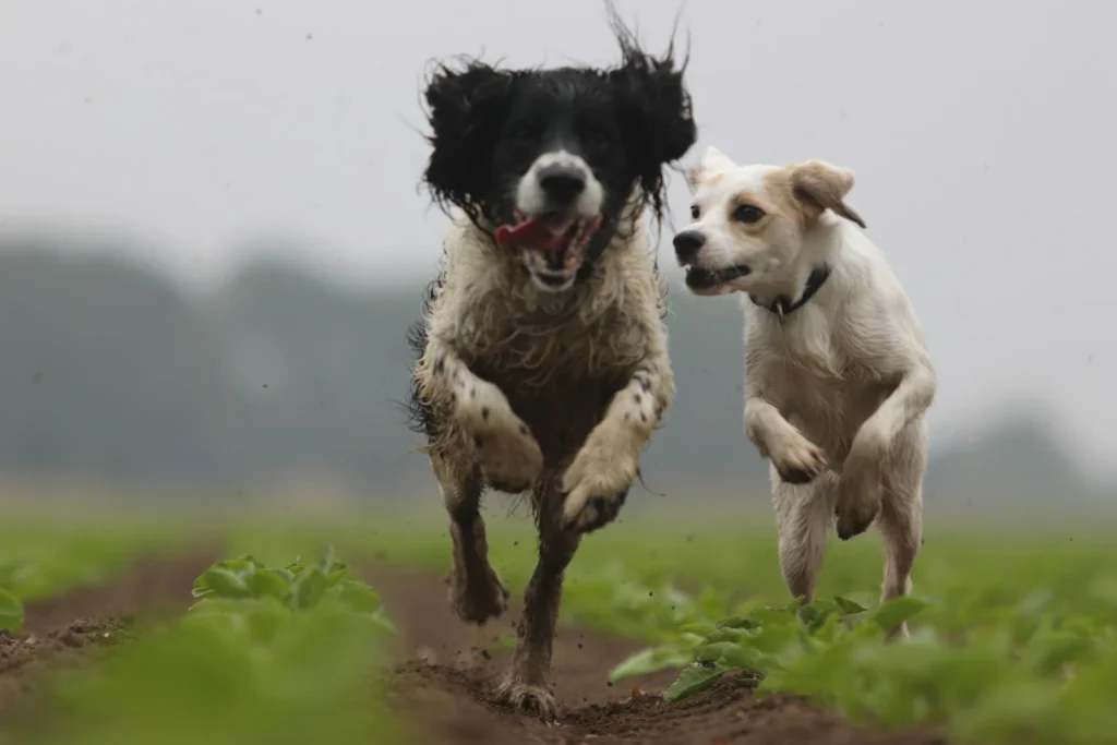 Dogs running together across an open field