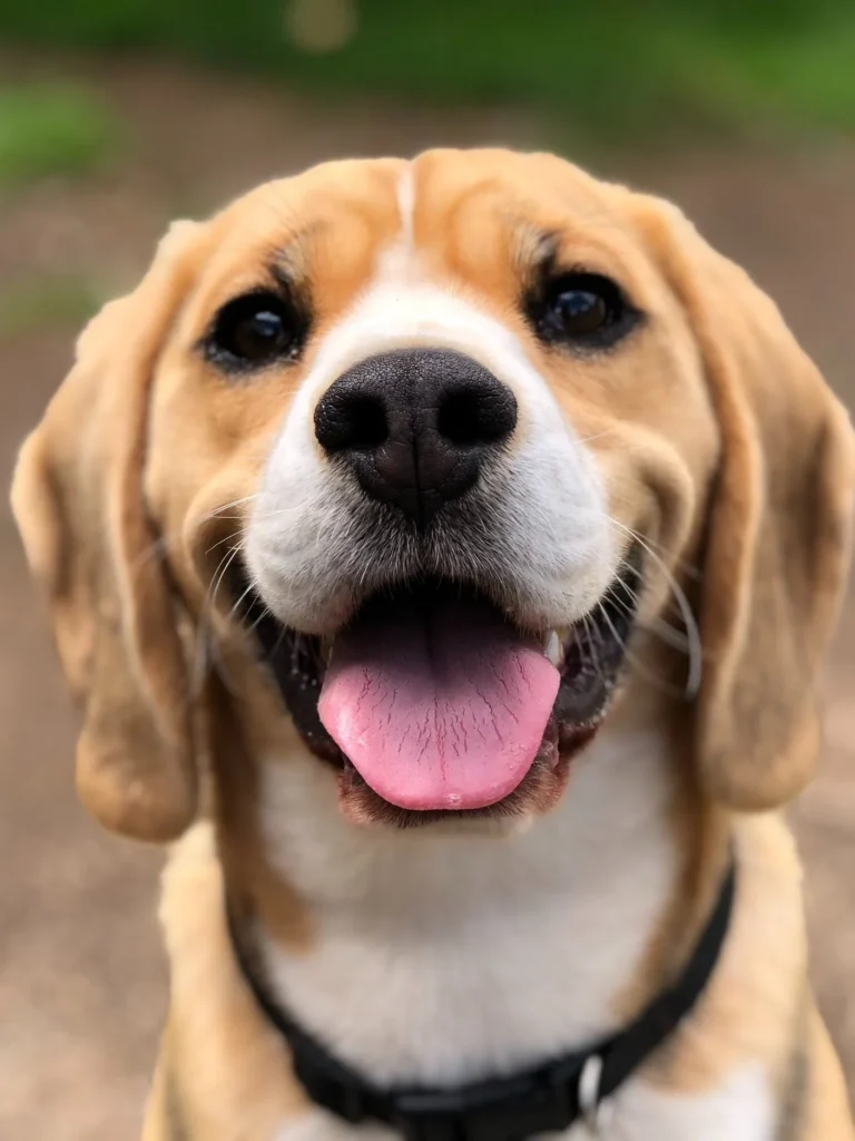 Happy beagle outdoors