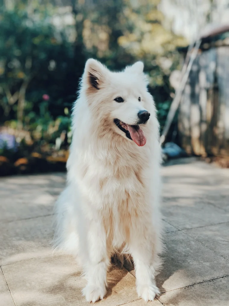 White dog resting outside